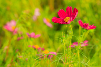 Close-up of pink flowers blooming on field