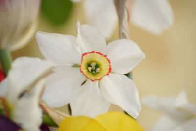 Close-up of white flower