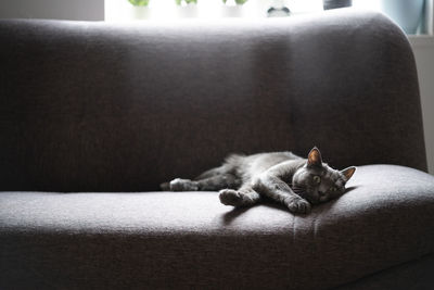 A cute grey domestic cat is resting on a grey sofa in living room.