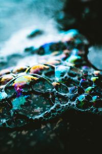 Close-up of jellyfish in sea