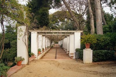 Walkway amidst trees against sky