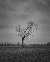 Bare tree on field against sky