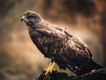 Close-up of owl perching outdoors