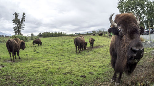 Cows grazing on field against sky