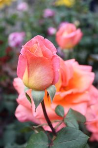 Close-up of flower blooming outdoors