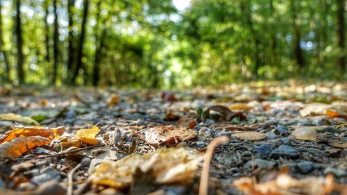 Close-up of dried leaves on land in forest