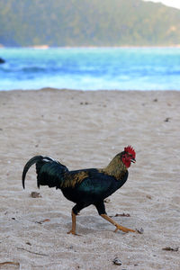Side view of a bird on beach