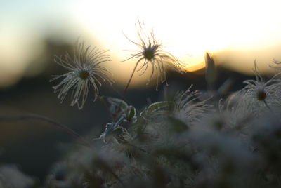 Close-up of dandelion against sky during sunset