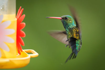 Close-up of bird flying
hummingbird  in an artificial feeder