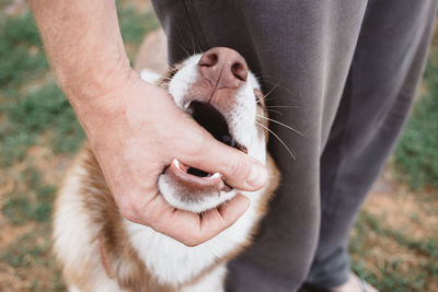 Close-up of hand holding cat