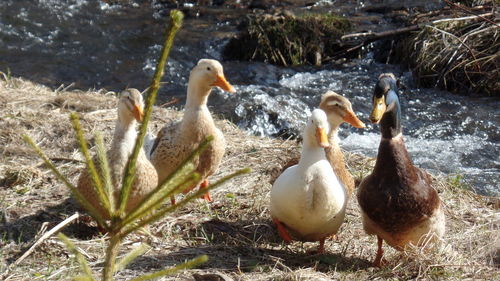 Close-up of birds in lake