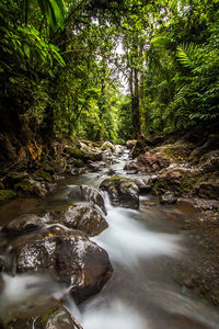 View of water flowing through trees