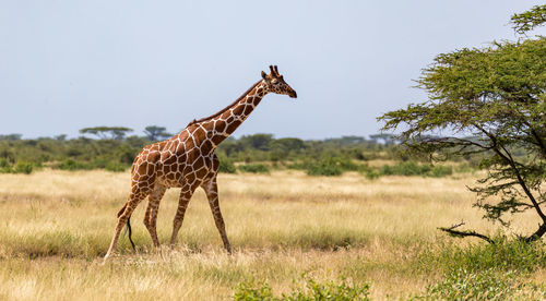 Giraffe standing on field against sky