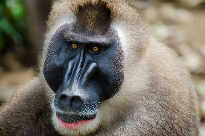 Close-up portrait of monkey