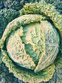 Directly above shot of cauliflower growing in farm