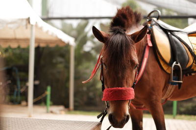 Horse in ranch