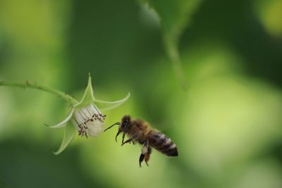 Close-up of insect on flower