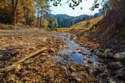 Surface level of stream flowing in forest