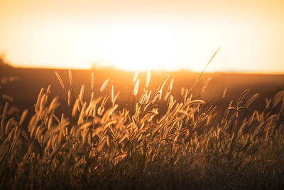 Close-up of grass in field against sunset sky