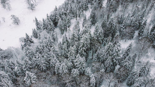 Snow covered pine trees in forest during winter