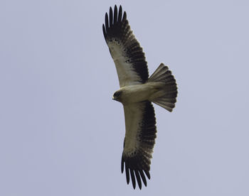 Low angle view of eagle flying against clear sky