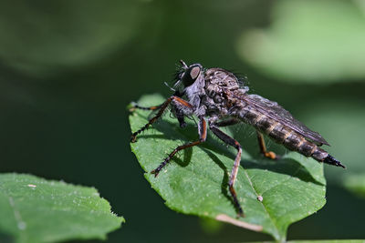 Close-up of insect on leaf