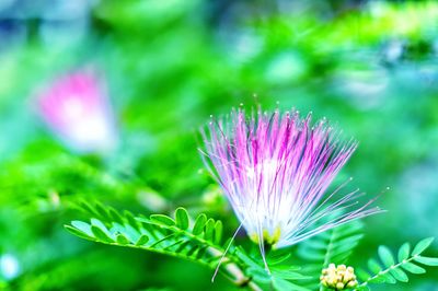 Close-up of pink flowering plant