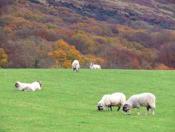 Sheep grazing on landscape