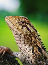 Close-up of lizard