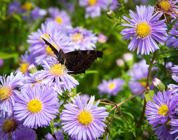 Close-up of butterfly pollinating on purple flower