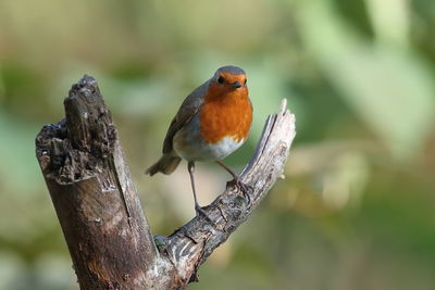 Close-up of bird perching on branch