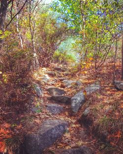 Trees in forest during autumn