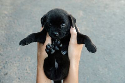 Portrait of black holding puppy