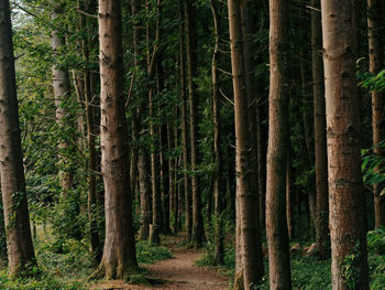 View of bamboo trees in forest