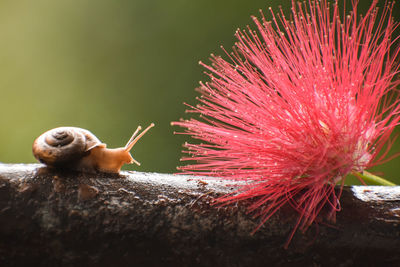 Close-up of snail on flower