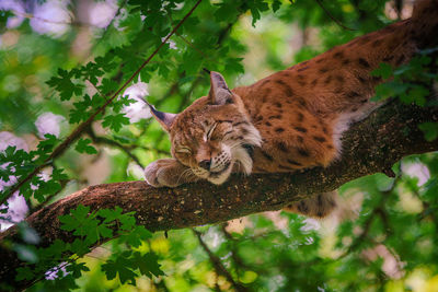 Low angle view of cat on tree