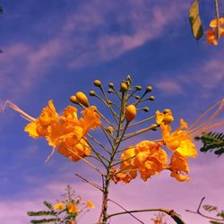 Low angle view of yellow flowering plant against sky
