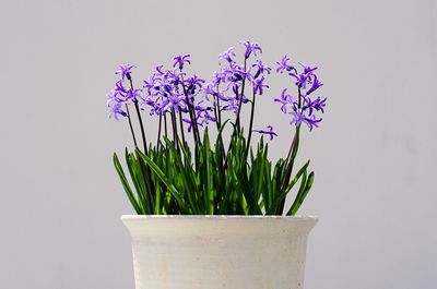 Close-up of purple flowers over white background