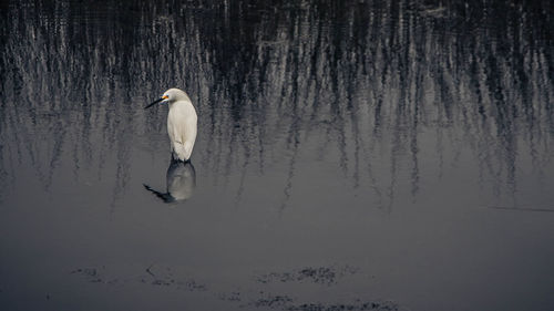 Reflection of plants and snowy egret in lake