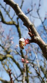 Low angle view of honey bee pollinating blossom on fruit tree