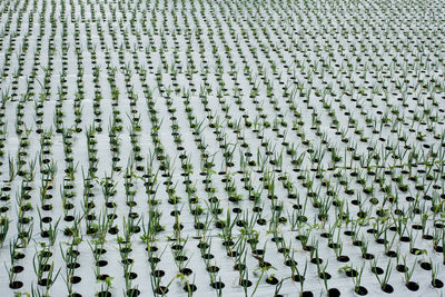 Full frame shot of garlic garden