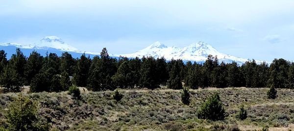 Pine trees on snowcapped mountains against sky