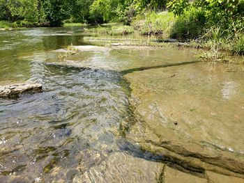 Scenic view of river in forest