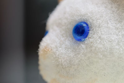 Close-up of stuffed toy