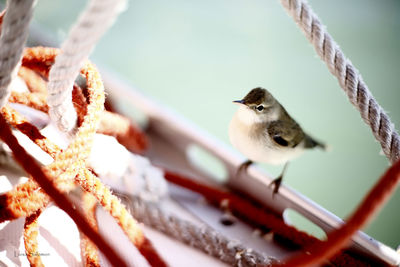 Close-up of bird perching on branch