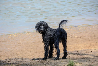 Dog on wet sand at beach