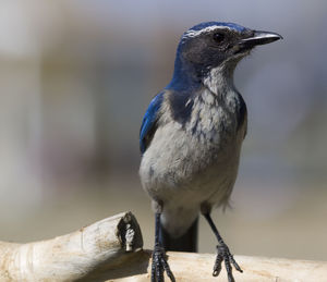 Close-up of bird perching on wall