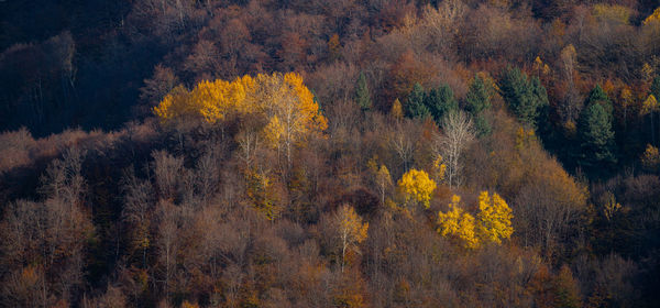 Pine trees in forest during autumn