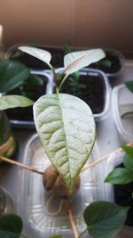 Close-up of plant in plate
