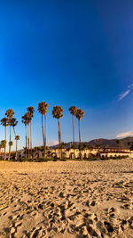 Palm trees on desert against sky